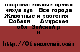 очаровательные щенки чихуа-хуа - Все города Животные и растения » Собаки   . Амурская обл.,Зейский р-н